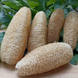 Natural-Loofah-bamboostudio.in